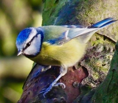 A close up shot of a blue tit on a branch