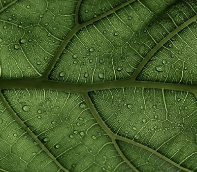 Photosynthesis on leaf
