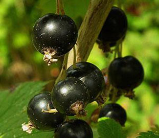 blackcurrants on a leaf