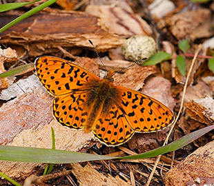 Butterfly Conservation blog ui card
