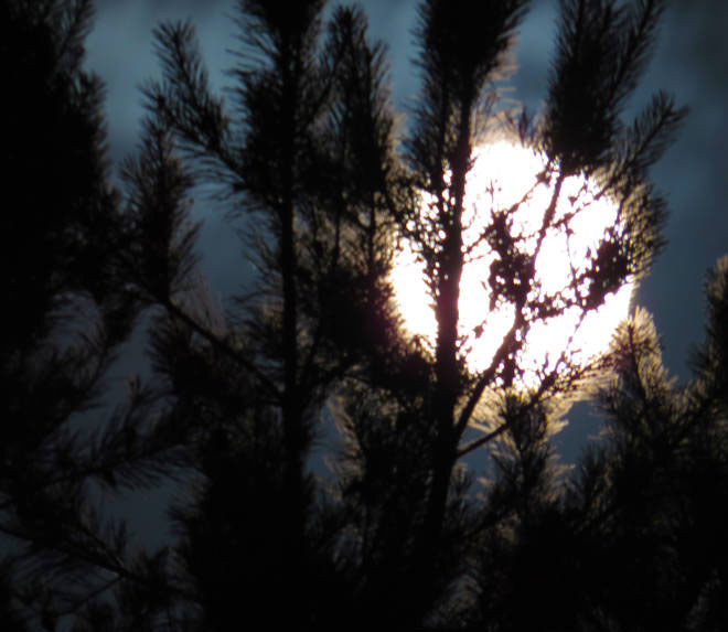 Moonlight through branches