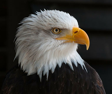 A close up shot of a Gold Eagle