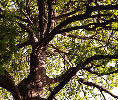 A close up image of a tree. There is thick foliage and the sun is shining through the leaves.