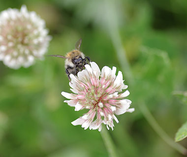 A bee is on a flower