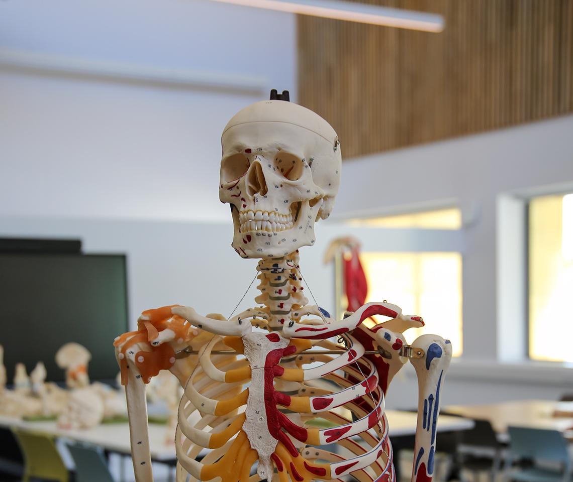 A photo of a skeleton in a classroom
