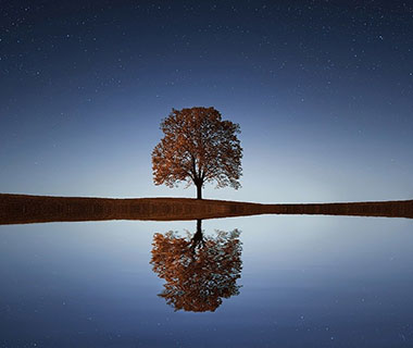 A tree is reflected in a lake
