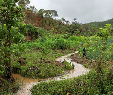 An image of a Wetlands area. The ground is waterlogged and the trees and foliage are lush and green.